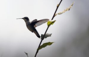 Santuario colibries