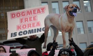 Corea del sur prohíbe consumo de carne de perro
