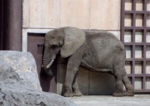 Ely elefanta mas triste